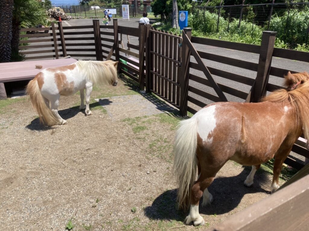 ポニーと触れ合える